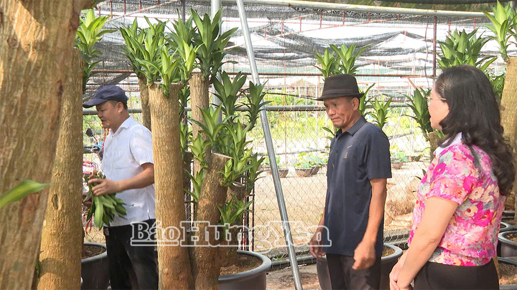 Người dân thôn Xuân Quan, xã Phụng Công trồng cây cảnh trang trí nội thất.