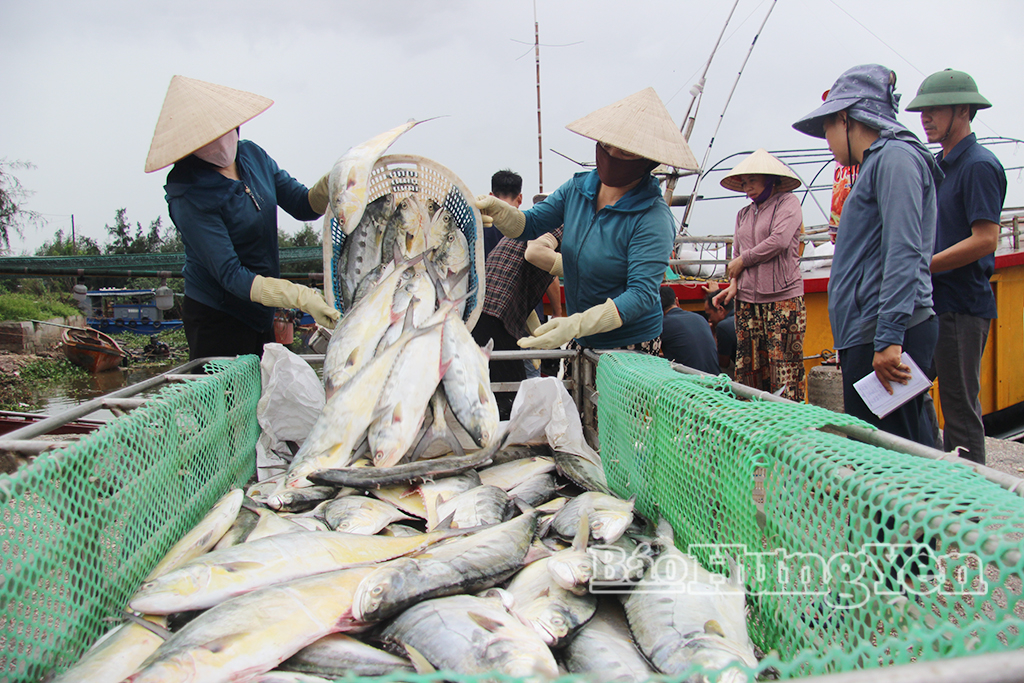 Các doanh nghiệp thu mua cá của ngư dân tại Cảng cá cửa Lân.