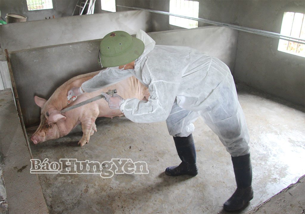 Đàn lợn của gia đình ông Nguyễn Văn Tá, xã Đông Thái Ninh luôn được tiêm vắc-xin phòng bệnh, góp phần bảo đảm phát triển ổn định.