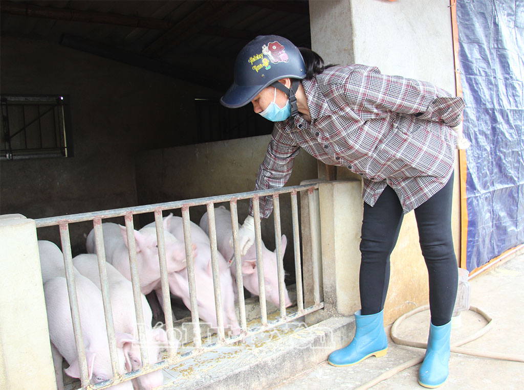 Các hộ dân xã Hưng Phú chú trọng tiêm vắc-xin phòng bệnh cho đàn gia súc, gia cầm.