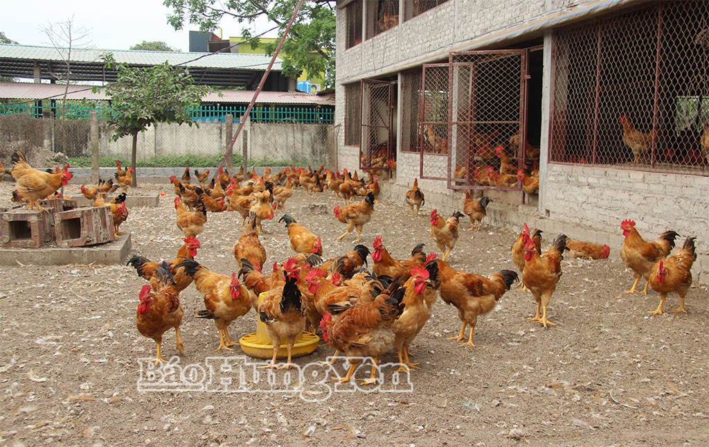 Đàn gà của anh Nguyễn Văn Trường, xã Tây Thái Ninh do được tiêm vắc-xin đủ liều nên phát triển tốt.
