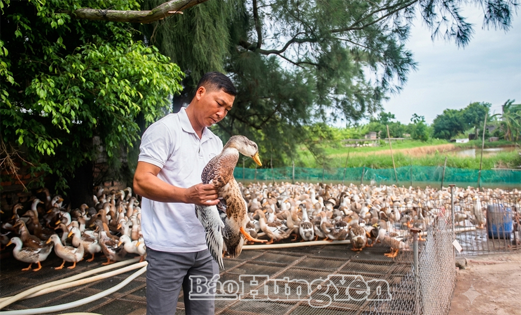 Ông Ngô Văn Duẩn, Chủ tịch Hội đồng quản trị HTX Chăn nuôi tổng hợp xã Đông Tiền Hải kiểm tra sinh trưởng, phát triển của vịt biển Đông Xuyên.