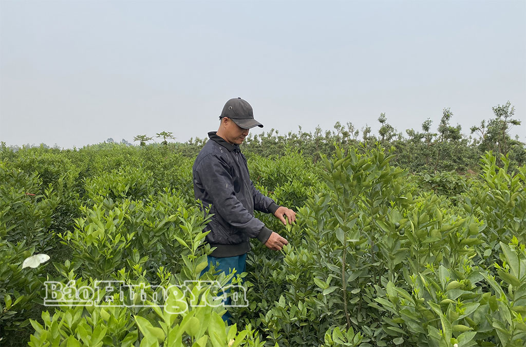 Nông dân phường Sơn Nam chuyển đổi diện tích sản xuất nông nghiệp hiệu quả thấp sang trồng quất cảnh.