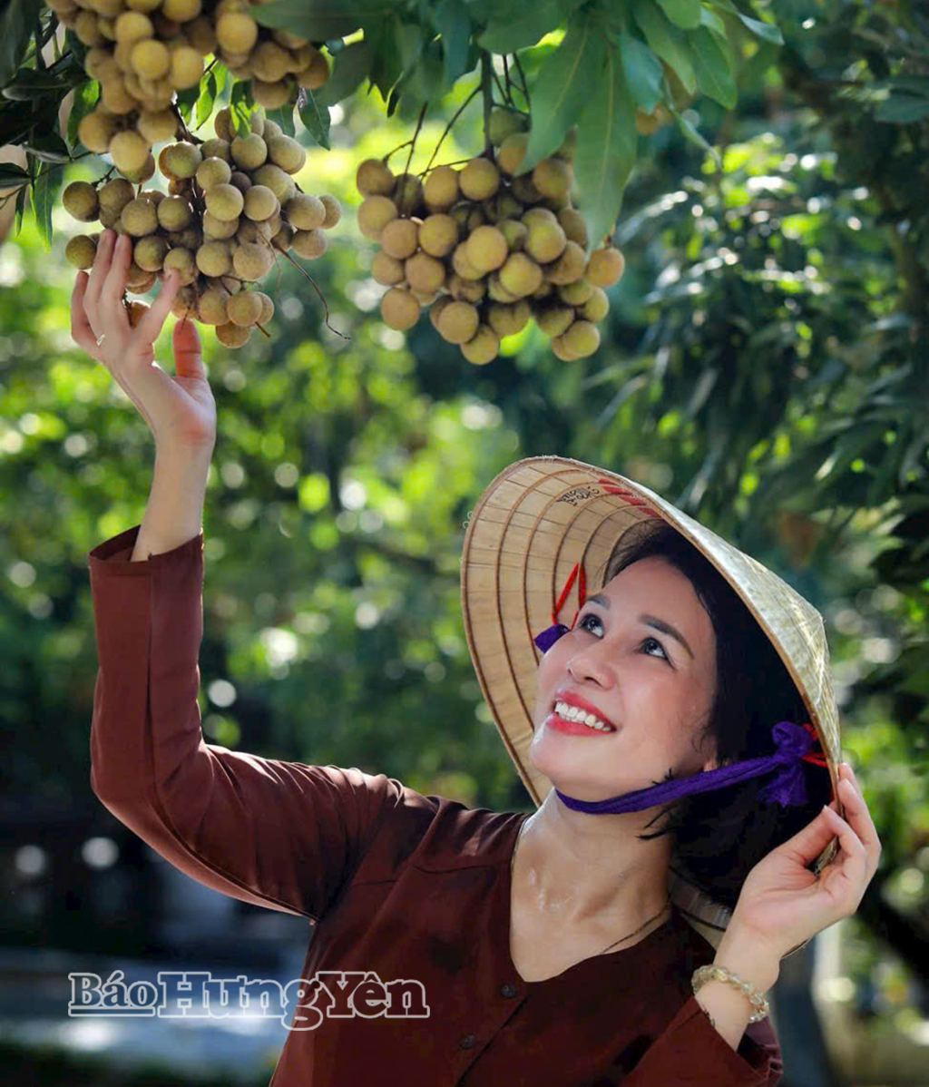 Nhãn lồng Hưng Yên - đặc sản trứ danh và là biểu tượng văn hóa của vùng đất 