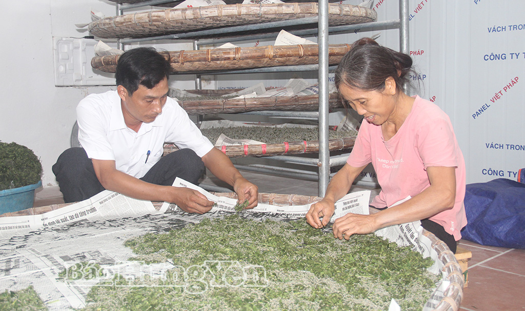 Kiểm tra tằm con tại nhà nuôi tằm con tập trung.
