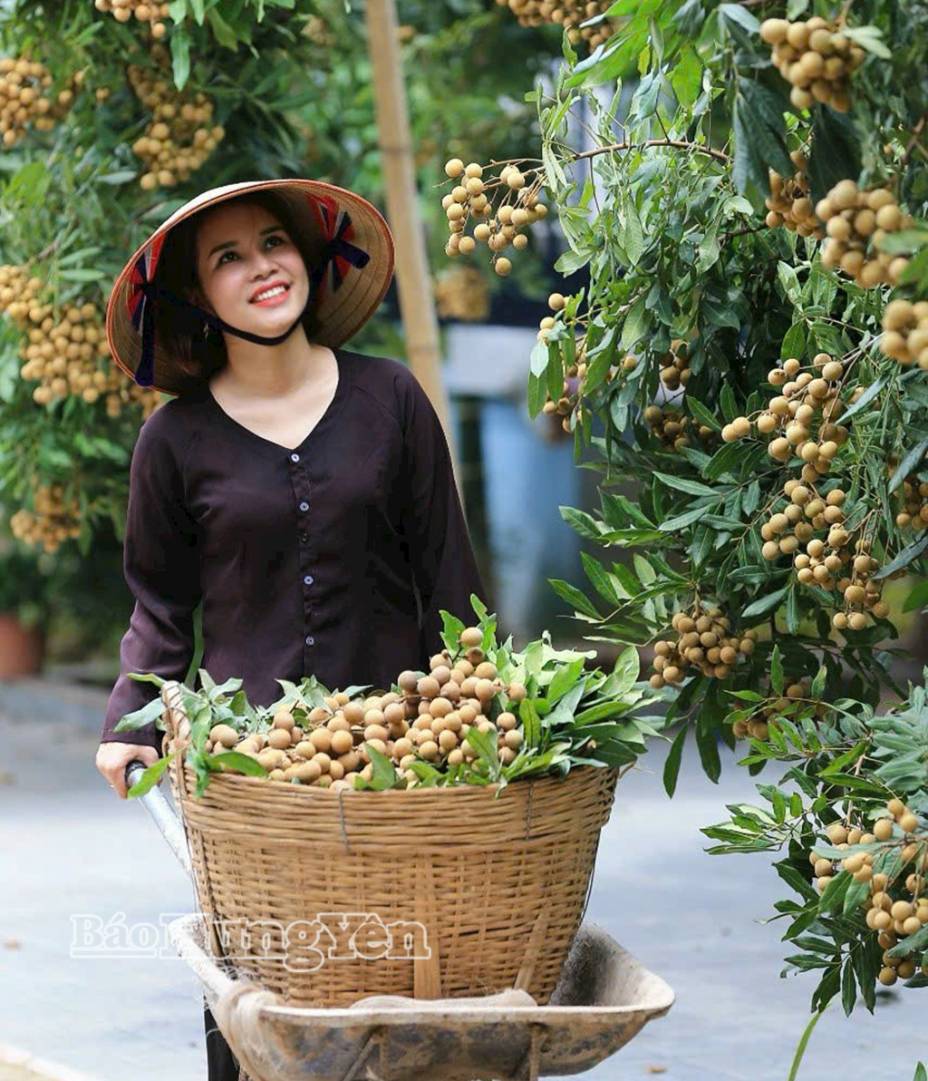Niềm hạnh phúc của nông dân xã Tân Hưng mỗi mùa nhãn chín.