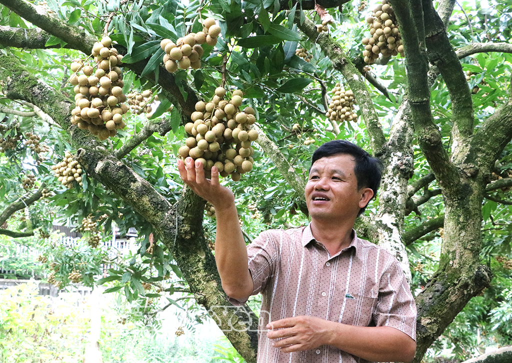Hợp tác xã nhãn lồng Nễ Châu (xã Tân Hưng) phát triển vùng nhãn theo hướng hữu cơ, nâng cao giá trị đặc sản Hưng Yên.