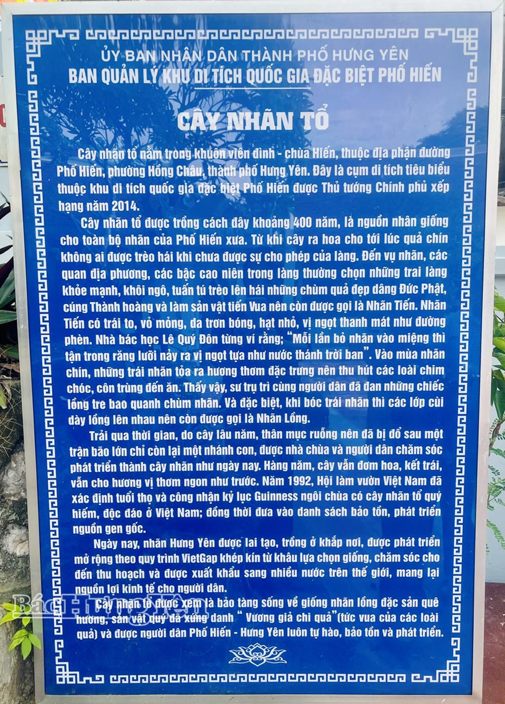 Bảng giới thiệu về cây nhãn Tổ tại đình - chùa Hiến, ghi lại nguồn gốc, lịch sử của cây và lời nhận xét của Danh nhân văn hóa Lê Quý Đôn về hương vị nhãn Hưng Yên.