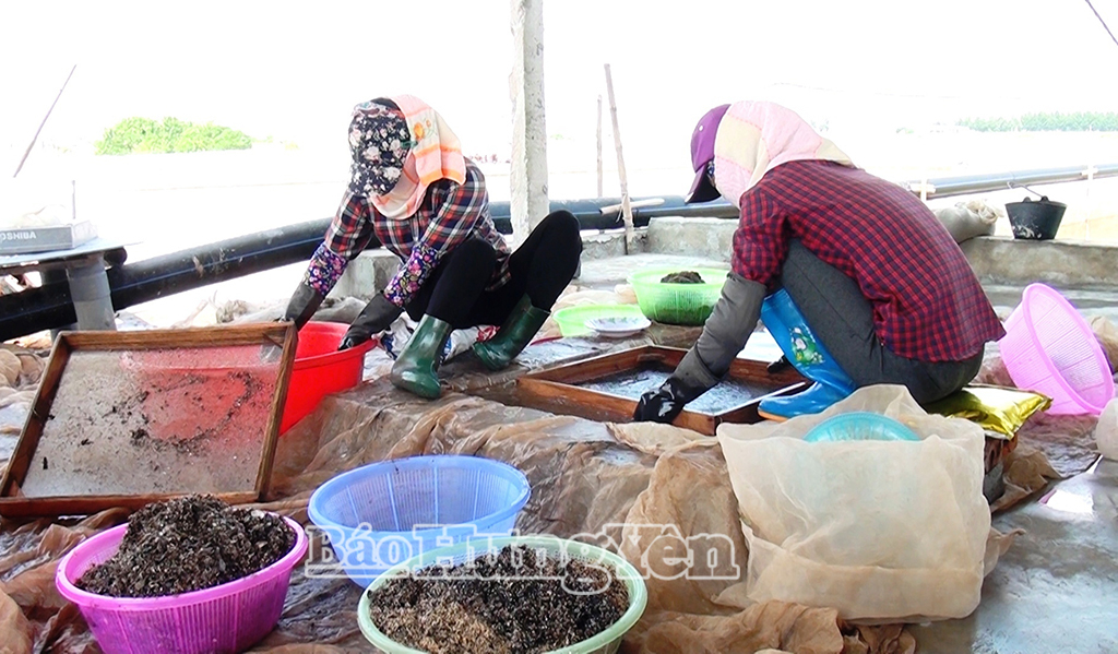 Các hộ dân xã Hưng Phú thu hoạch ngao giống.