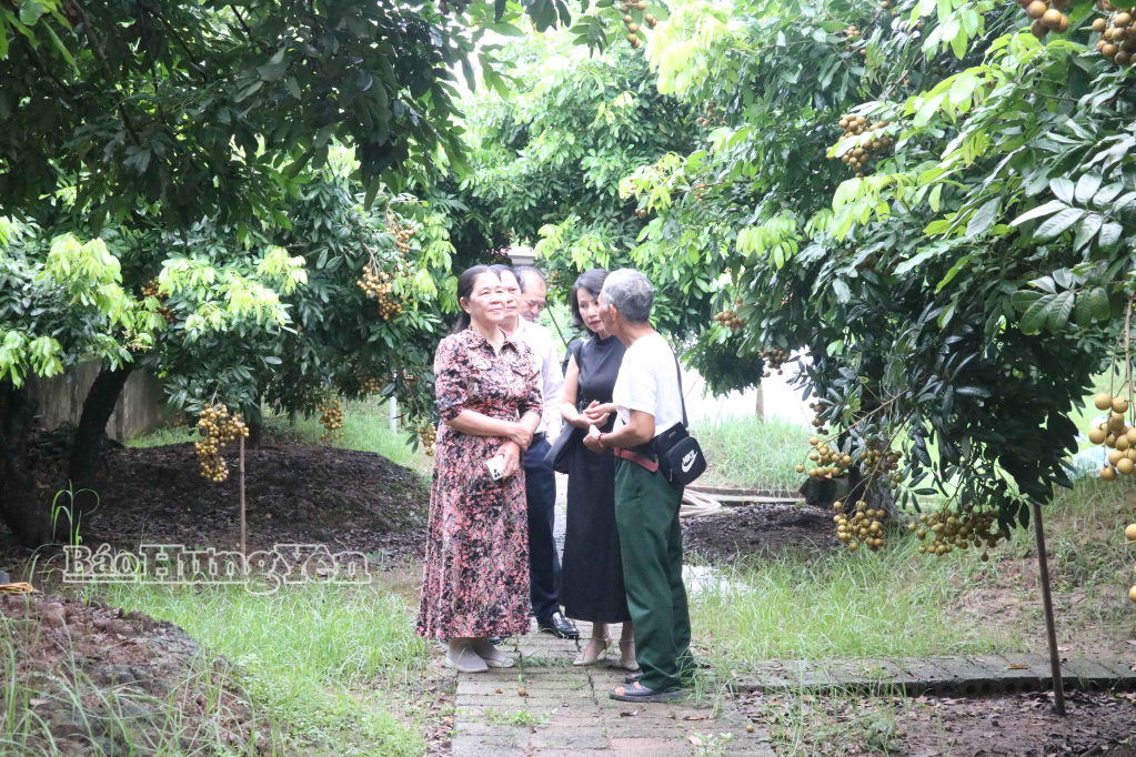 Đoàn du khách được giới thiệu về quy trình sản xuất nhãn theo hướng an toàn, VietGAP.