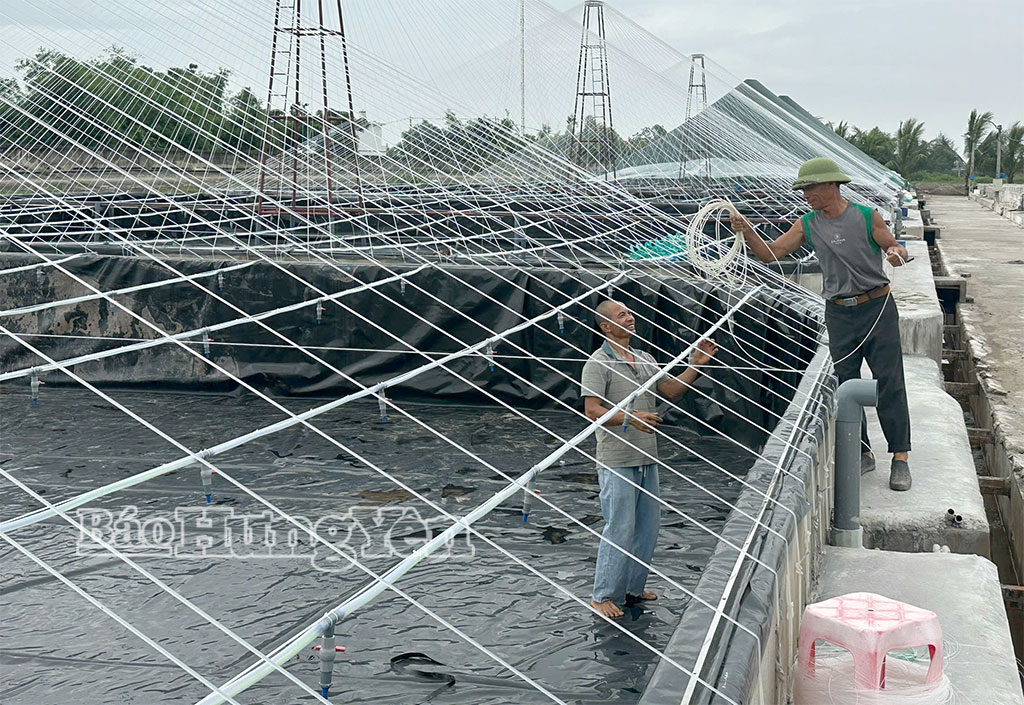 Hộ nuôi tôm công nghiệp xã Đồng Châu giằng buộc mái che ao nuôi để bảo đảm an toàn trong mùa mưa bão.