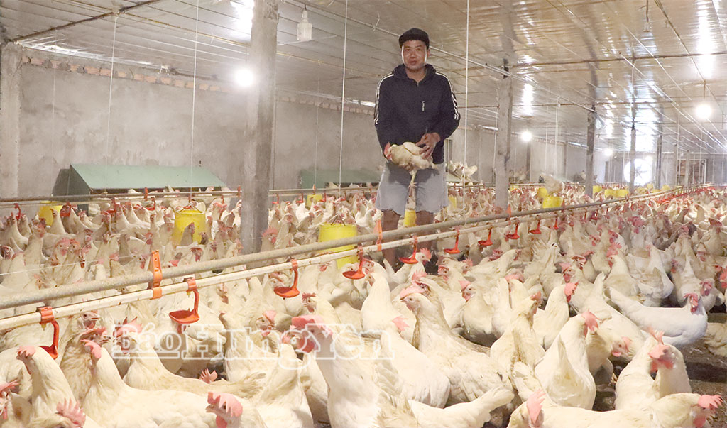 Trang trại chăn nuôi gà của ông Trần Xuân Lịch, thôn Điện Biên.
