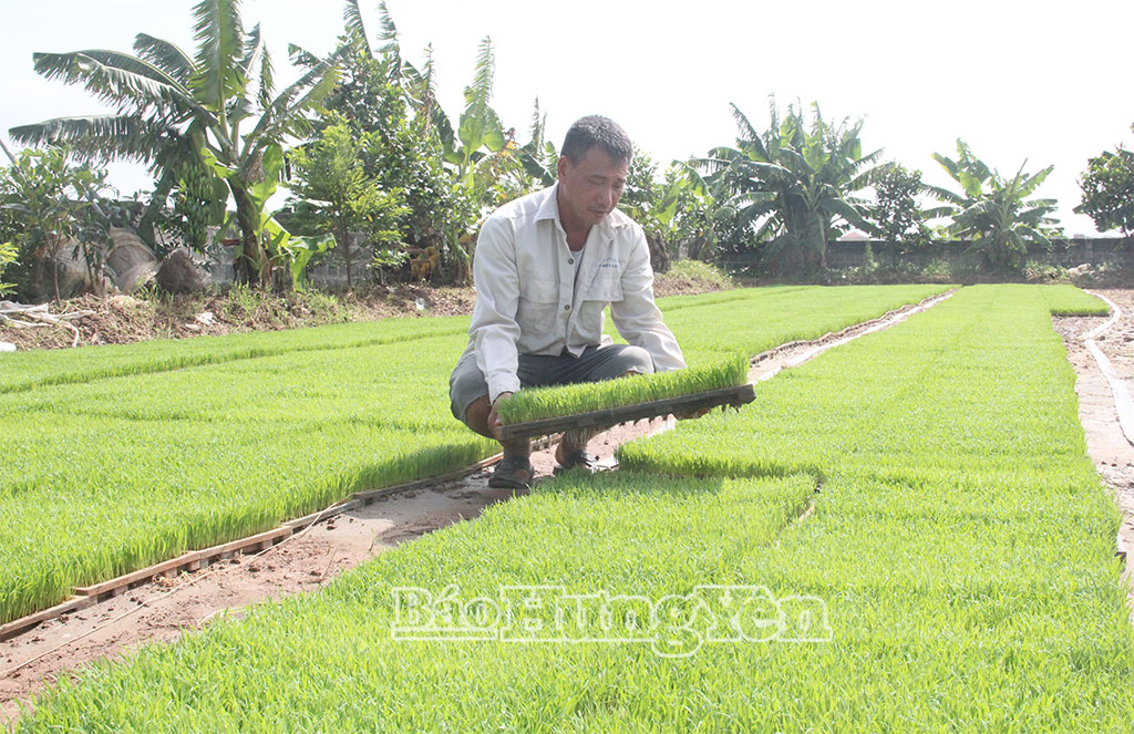 Nông dân Đỗ Văn Dân, xã Vũ Quý (một trong những đại điền đầu tiên của tỉnh)kiểm tra sinh trưởng, phát triển của mạ khay.