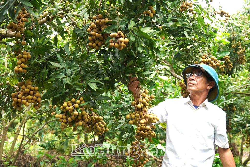 Nhãn lồng là sản vật đặc trưng, gắn với lịch sử, văn hóa và đời sống của người dân Hưng Yên.