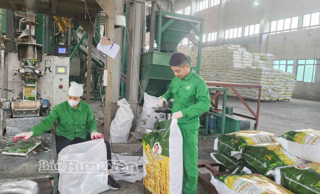 Sản xuất lúa giống tại Nhà máy chế biến hạt giống, Công ty Cổ phần Tập đoàn ThaiBinh Seed.