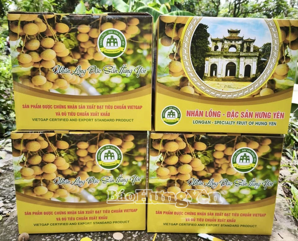 Nhãn quả tươi được phân loại, đóng gói trước khi vận chuyển.