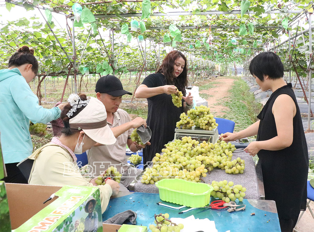 Khách hàng trực tiếp mua nho tại nhà vườn.