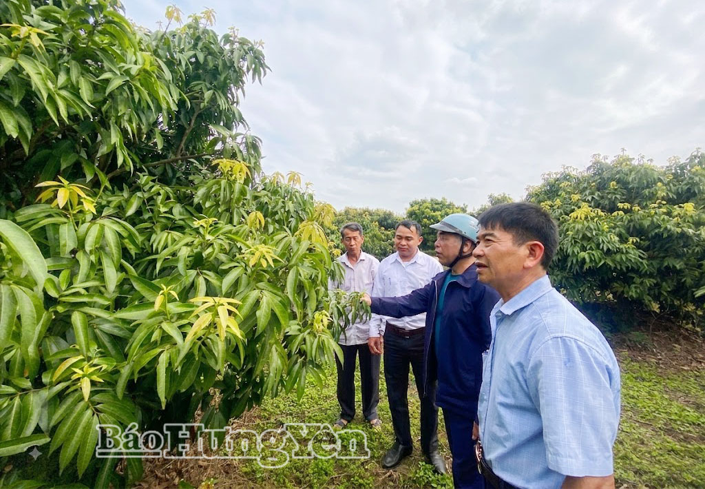 Mô hình trồng vải tập trung ở thôn Tam Đa.