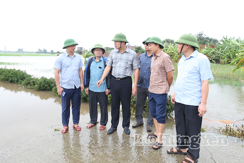 Đồng chí Phó Chủ tịch Thường trực UBND tỉnh Nguyễn Lê Huy kiểm tra khu vực lúa bị ngập úng tại thôn Đồng Thanh, xã Thư Trì.