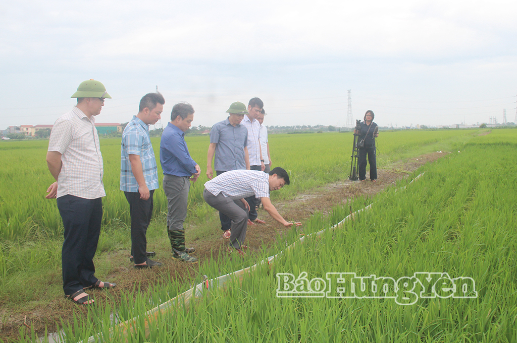 Đồng chí Lại Văn Hoàn, Phó Chủ tịch UBND tỉnh cùng lãnh đạo Sở Nông nghiệp và Môi trường kiểm tra, chỉ đạo triển khai các phương án ứng phó với mưa lớn tại cánh đồng xã Quỳnh Phụ.