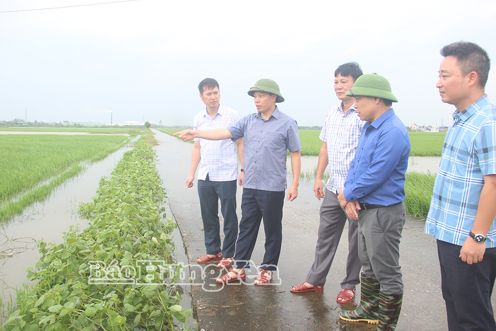 Đồng chí Lại Văn Hoàn, Phó Chủ tịch UBND tỉnh cùng lãnh đạo Sở Nông nghiệp và Môi trường kiểm tra, chỉ đạo triển khai các phương án ứng phó với mưa lớn tại cánh đồng xã Nam Tiên Hưng.