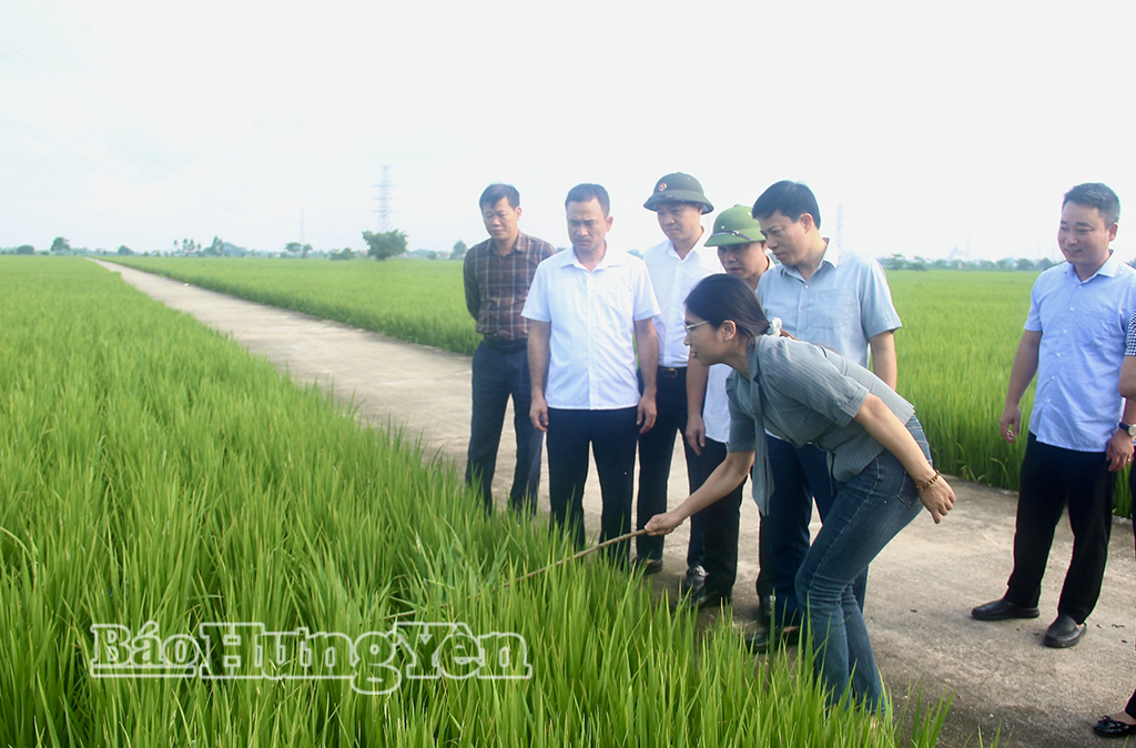 Đồng chí Lại Văn Hoàn, Phó Chủ tịch UBND tỉnh kiểm tra, chỉ đạo công tác phòng, trừ sâu bệnh trên lúa mùa tại xã Đông Hưng.