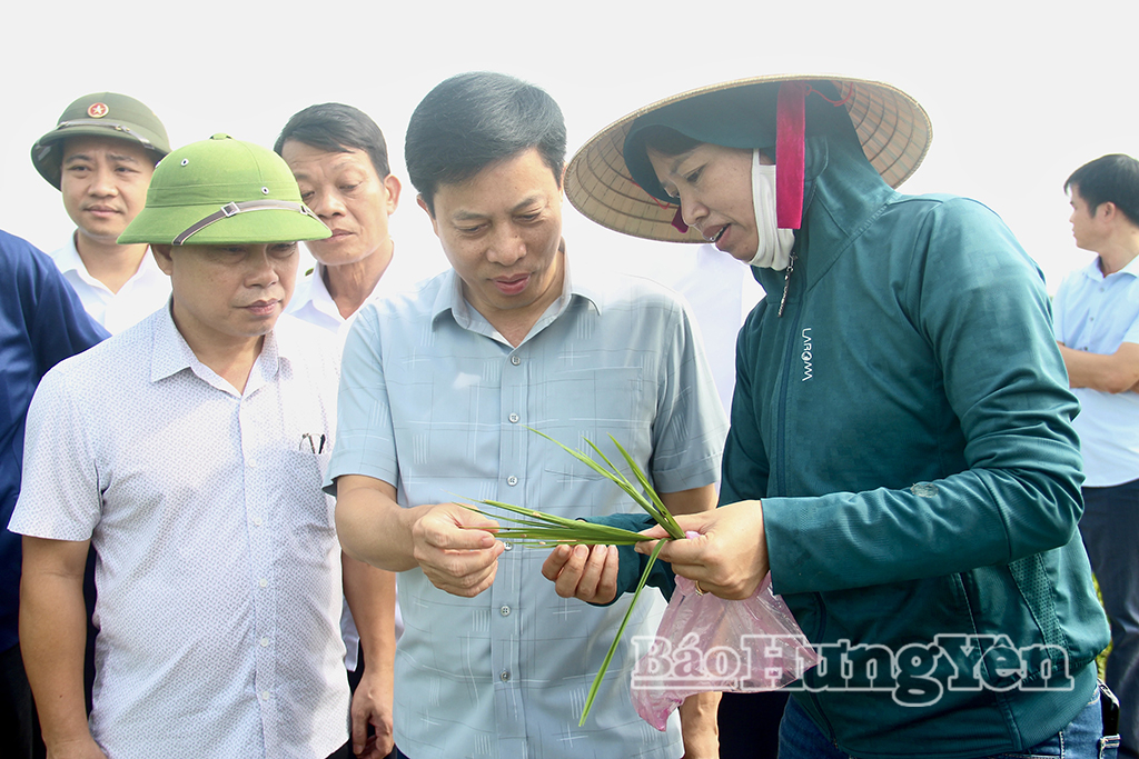 Đồng chí Lại Văn Hoàn, Phó Chủ tịch UBND tỉnh kiểm tra, chỉ đạo công tác phòng, trừ sâu bệnh trên lúa mùa tại xã Tân Tiến.