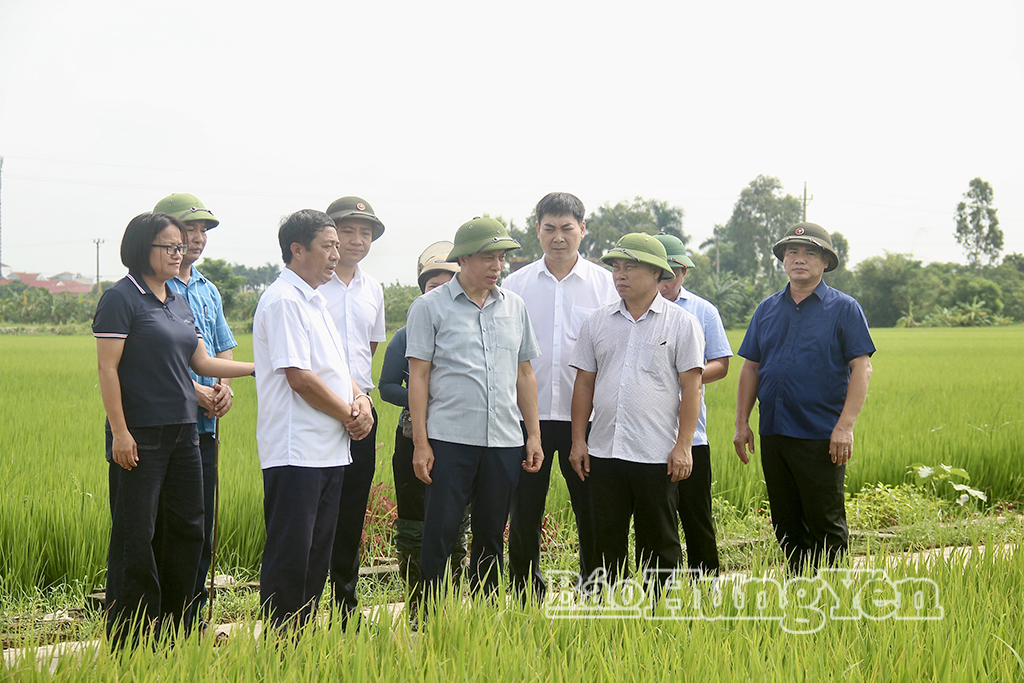 Đồng chí Lại Văn Hoàn, Phó Chủ tịch UBND tỉnh kiểm tra, chỉ đạo công tác phòng, trừ sâu bệnh trên lúa mùa tại xã Tây Thụy Anh.