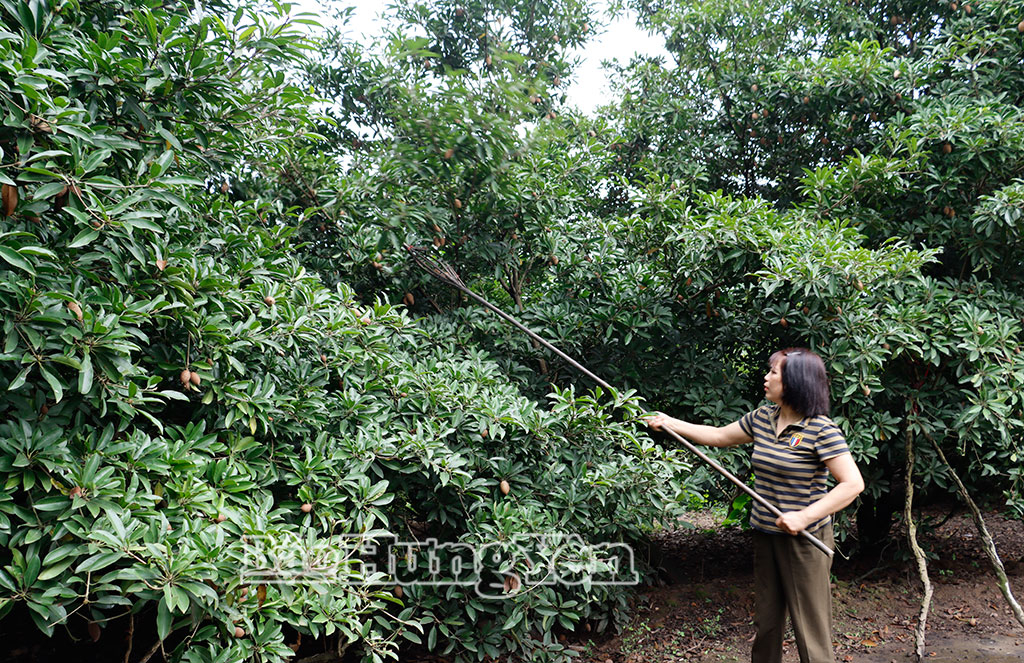 Vườn hồng xiêm nhót của gia đình chị Lương Thị Chiến (thôn Phú Nông)
