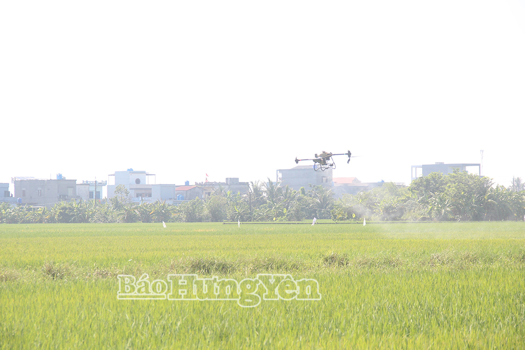 Nông dân xã Đông Tiền Hải sử dụng thiết bị bay không người lái phòng, trừ sâu bệnh bảo vệ lúa mùa.