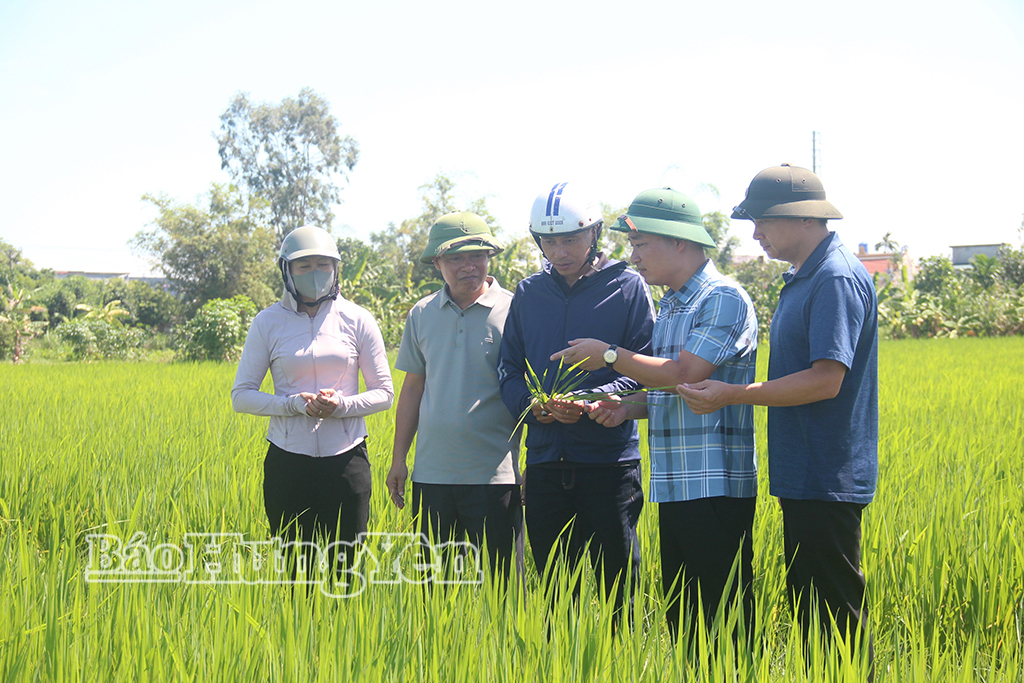 Chi cục Trồng trọt và Bảo vệ thực vật kiểm tra, đôn đốc công tác phòng, trừ sâu bệnh tại xã Bình Thanh.