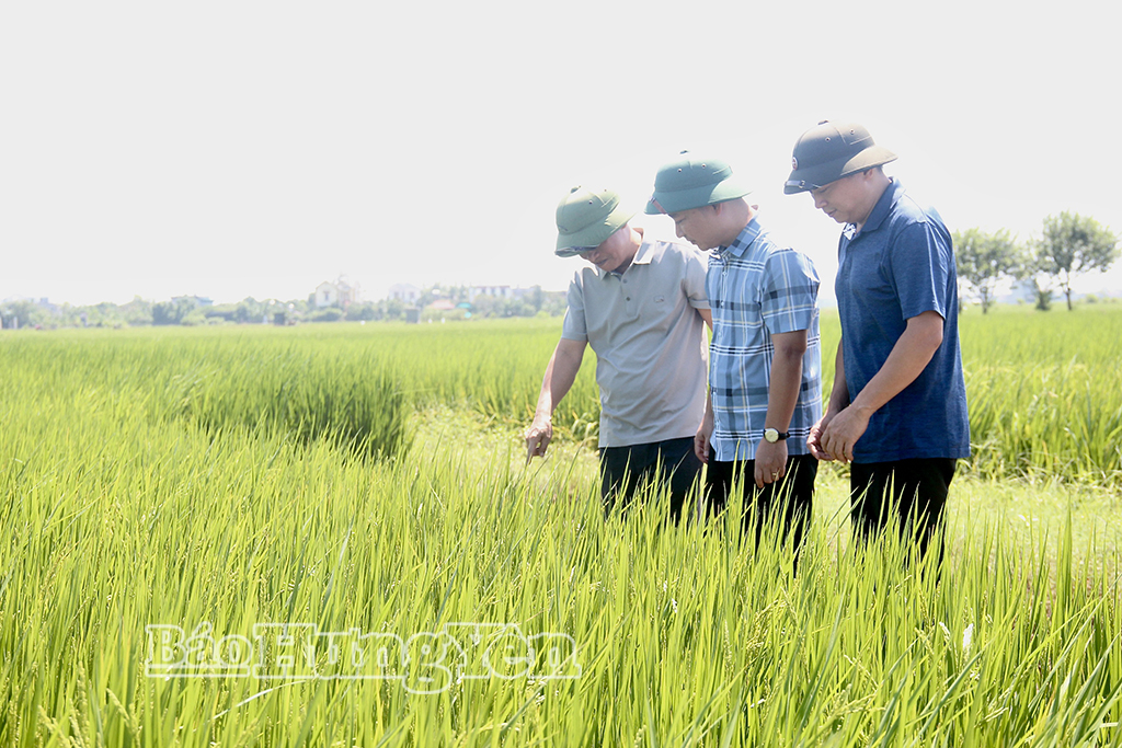 Chi cục Trồng trọt và Bảo vệ thực vật kiểm tra công tác phòng, trừ sâu bệnh tại xã Thư Vũ.