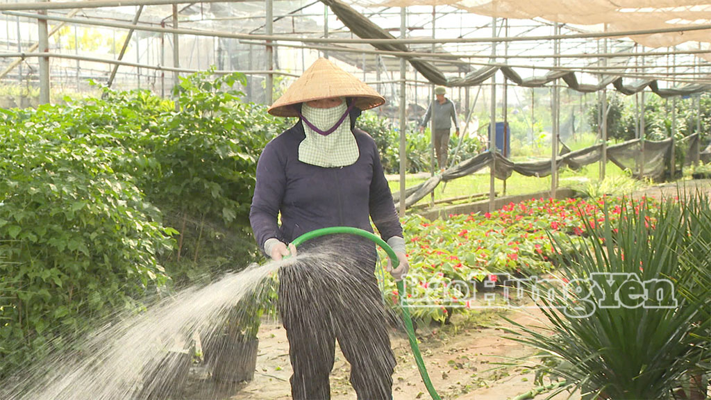 Nông dân xã Phụng Công chăm sóc hoa.