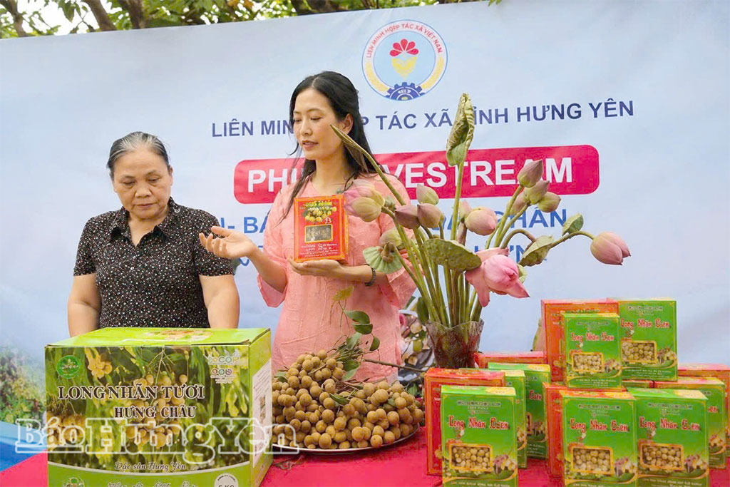 Liên minh HTX tỉnh tổ chức livestream quảng bá, giới thiệu và tiêu thụ sản phẩmnhãn lồng Hưng Yên tại HTX Sản xuất nhãn lồng Nễ Châu (xã Tân Hưng).