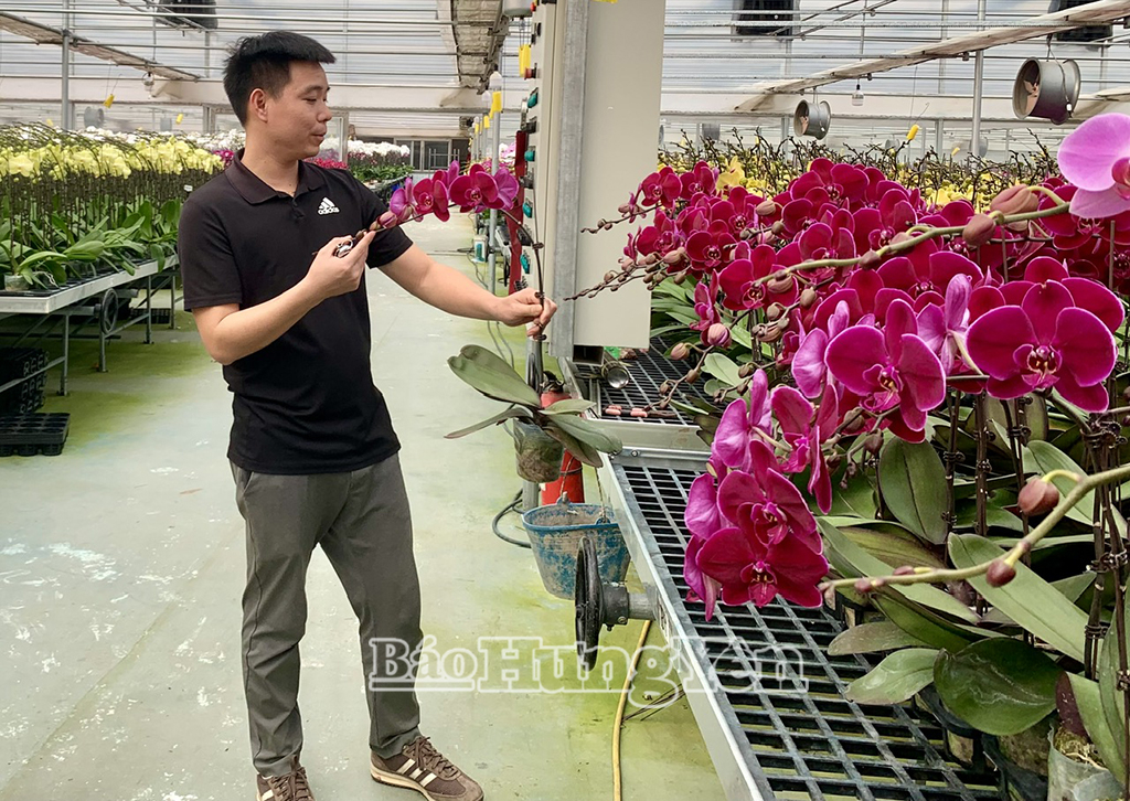 Mô hình trồng hoa lan hồ điệp ứng dụng công nghệ cao của anh Lý Bá Thể (xã Phụng Công).