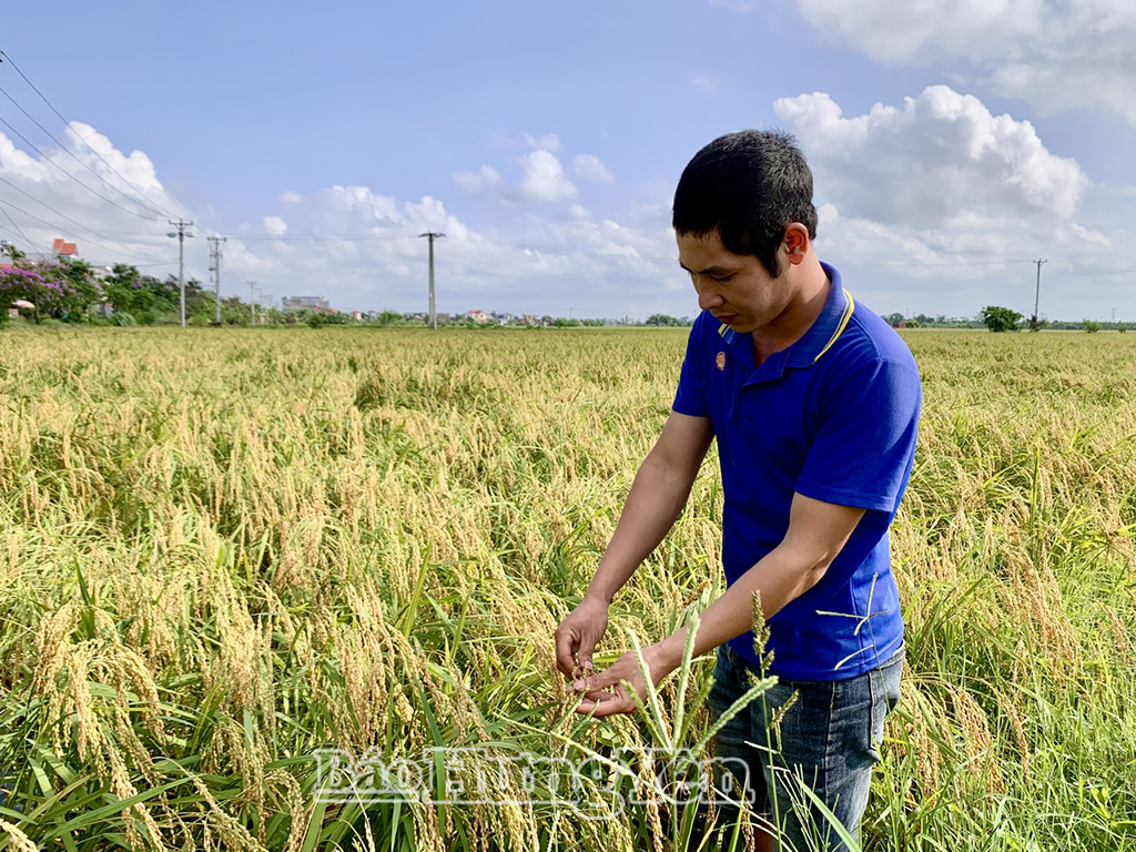 Anh Ngô Quang Hà (xã A Sào) phát triển kinh tế từ tích tụ ruộng đất cấy lúa theo hướng hàng hóa.