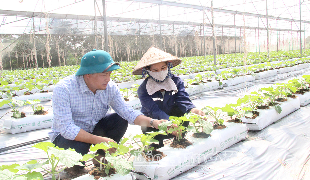 Mô hình trồng dưa lưới trong nhà màng của nông dân xã Long Hưng.