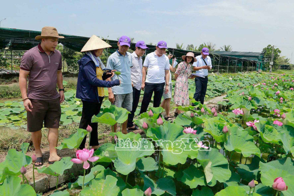 HTX Hoa sen Vân Đài thu hút nhiều du khách đến tham quan, học hỏi.