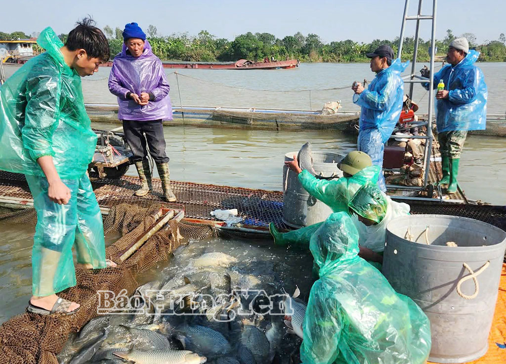 HTX cây ăn quả đặc sản Quyết Thắng thu hoạch cá lồng.