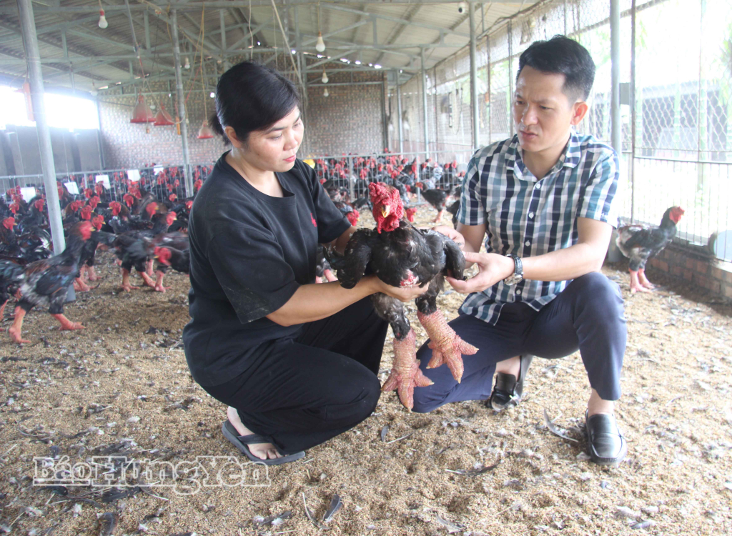 Mô hình chăn nuôi gà Đông Tảo của gia đình chị Tô Thị Minh, thôn Đông Tảo Nam(xã Hoàn Long) mang lại giá trị kinh tế cao.