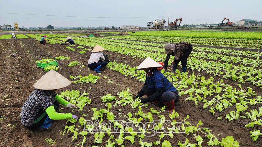 Người dân thôn Việt Yên, xã Diên Hà làm đất chuẩn bị xuống giống lứa rau giốngvụ đông.