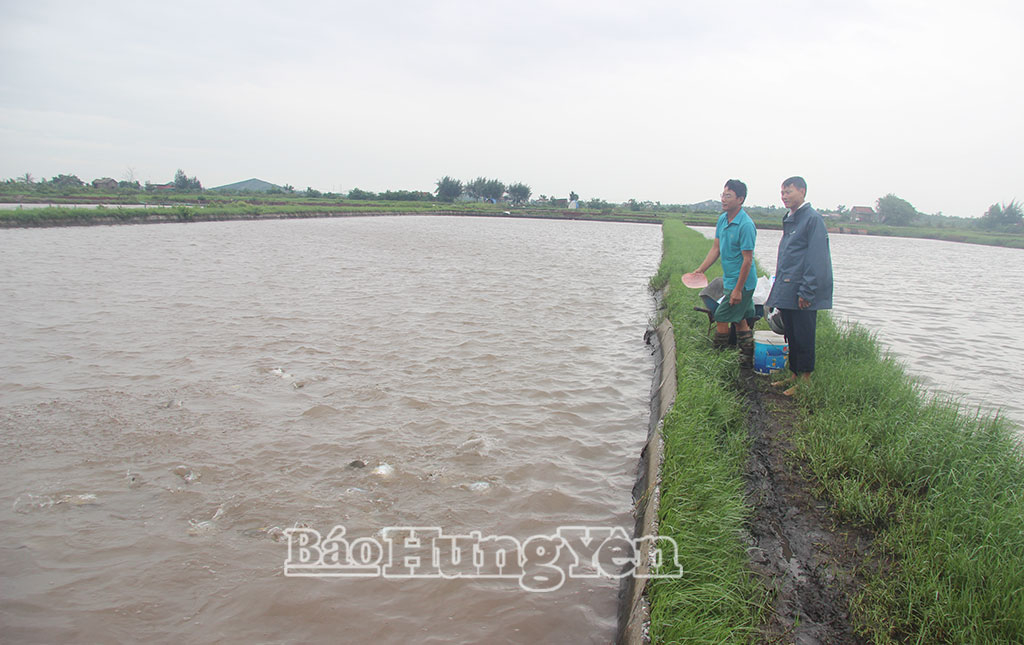 Mô hình nuôi cá hói xen canh của ông Tạ Văn Nhượng, thôn Bắc Thái Đô, xã Đông Thái Ninh.