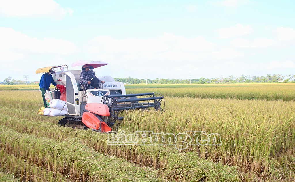 Nông dân thôn Hiệp Hòa, xã Thư Trì thu hoạch lúa mùa.