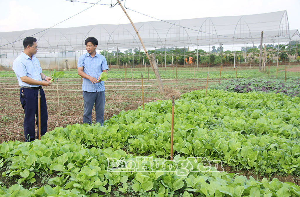 Mô hình HTX DVNN tổng hợp Yên Phú liên kết hội viên nâng cao giá trị nông sản.