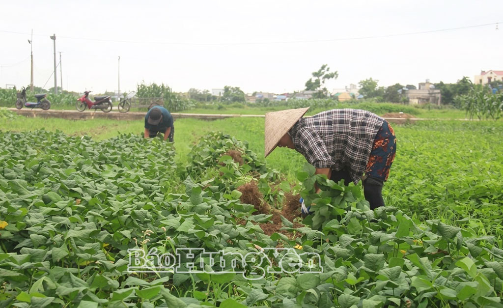 Người dân xã Vũ Quý thu hoạch đậu tương rau.