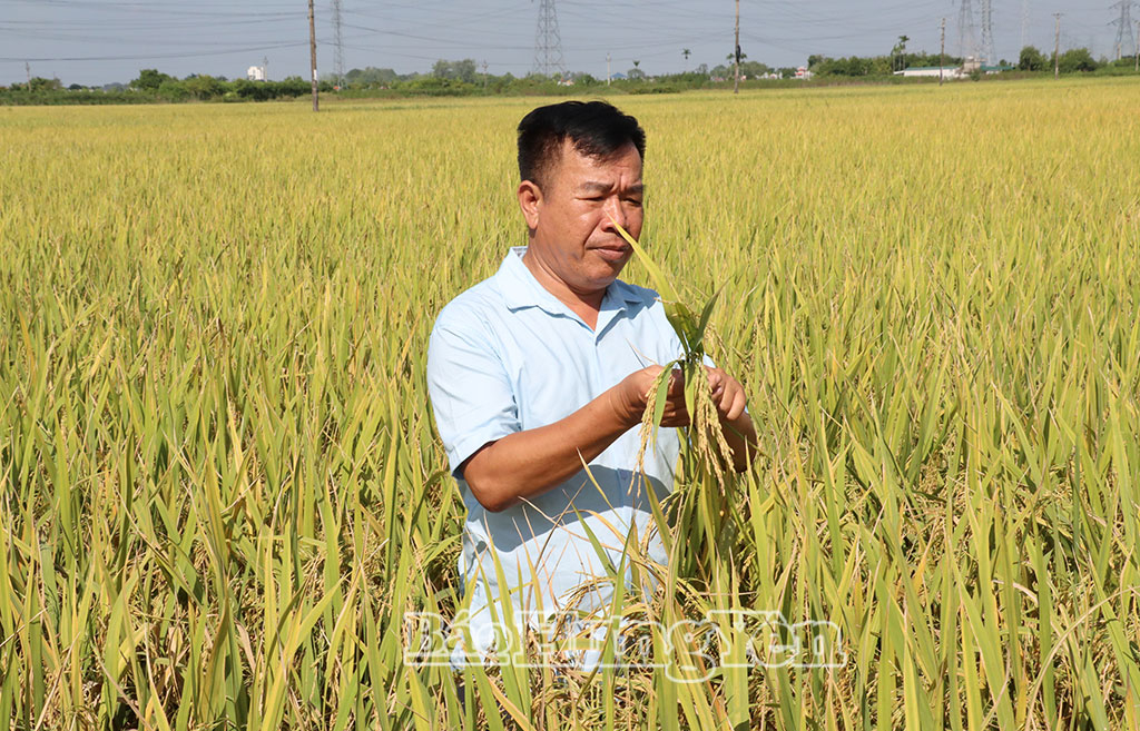 Ông Nguyễn Hữu Trung (thôn Minh Tân) kiểm tra tỷ lệ lúa chín tại ruộng của gia đình để thuê máy về gặt. 
