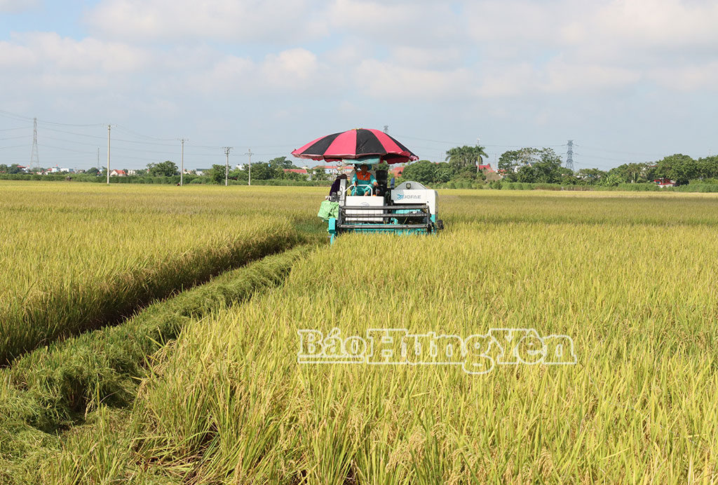 Các chủ máy khẩn trương thu hoạch lúa mùa cho bà con nông dân xã Tiên Hưng.