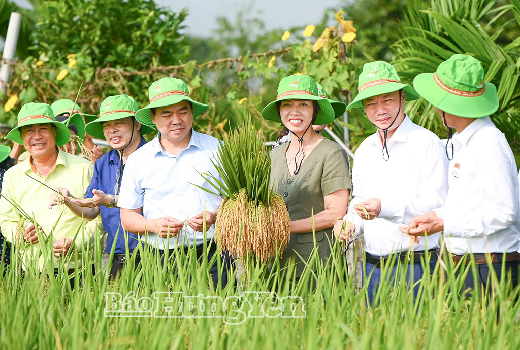 Các đại biểu đánh giá cao giống lúa mới TBR19 của ThaiBinh Seed trình diễn tại xã Nam Tiên Hưng.