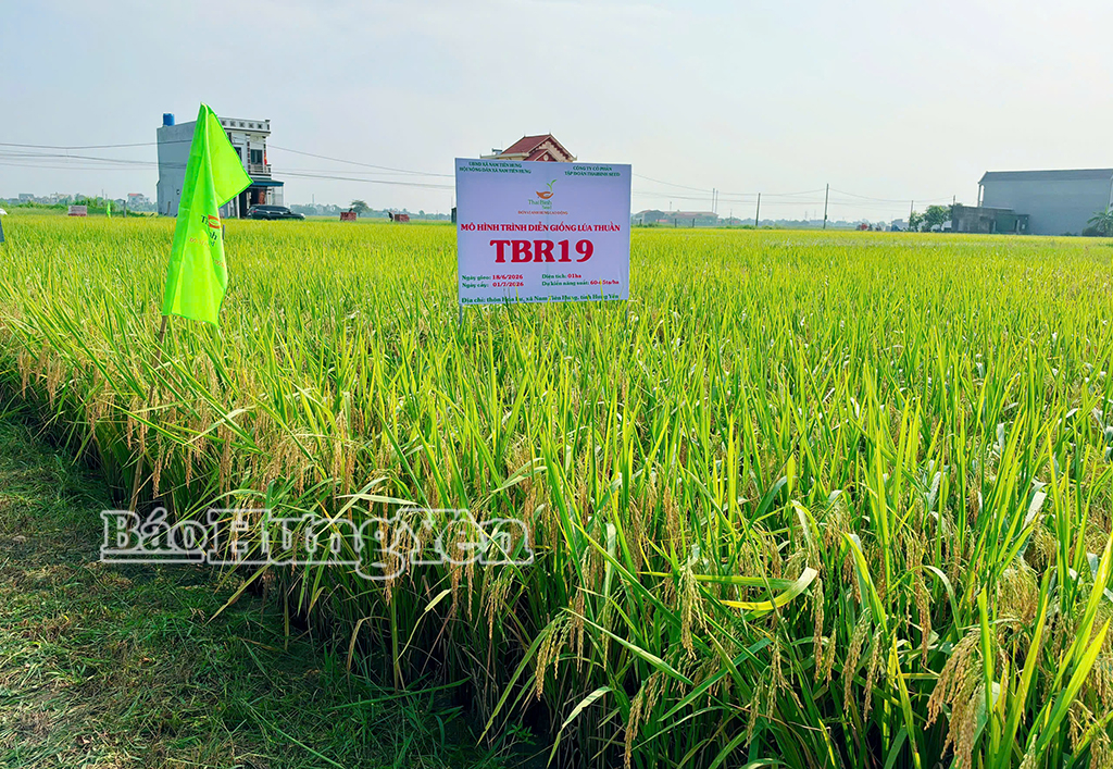 Mô hình trình diễn giống lúa mới TBR19 do Hội Nông dân xã Nam Tiên Hưng phối hợp với Công ty Cổ phần Tập đoàn ThaiBinh Seed triển khai mang lại kết quả tích cực.