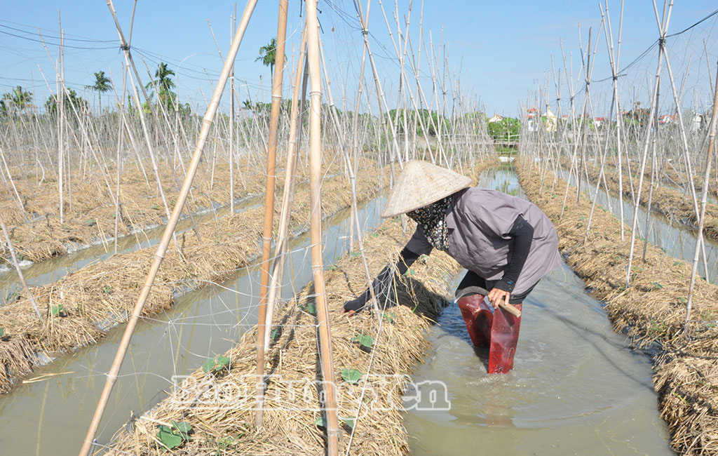 Nông dân thôn Nhật Quang chăm sóc, phòng, trừ sâu bệnh trên cây dưa chuột vụ đông mới trồng.